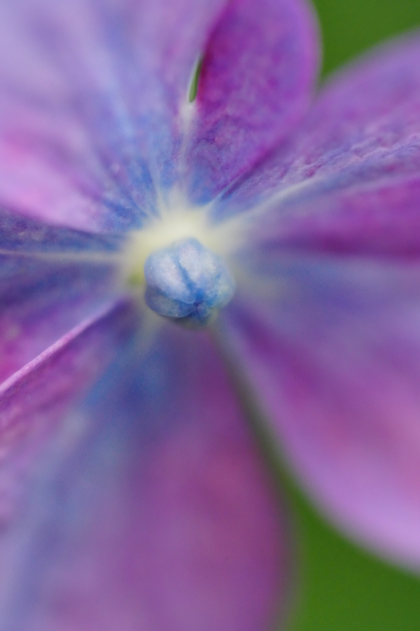SONY α1 II + FE 100mm F2.8 Macro GM OSS + 2X Teleconverter