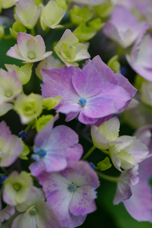 SONY α1 II + FE 100mm F2.8 Macro GM OSS