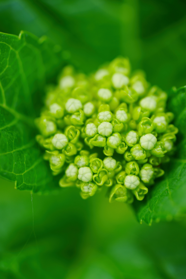 SONY α1 II + FE 100mm F2.8 Macro GM OSS