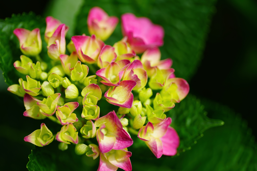 SONY α1 II + FE 100mm F2.8 Macro GM OSS