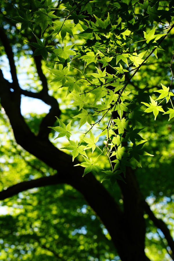 SONY α1 II + TAMRON 25-200mm F/2.8-5.6 Di III VXD