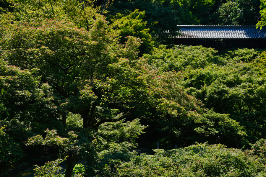 SONY α1 II + TAMRON 25-200mm F/2.8-5.6 Di III VXD