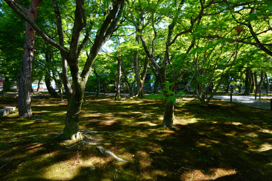 SONY α1 II + FE 12-24mm F4 G