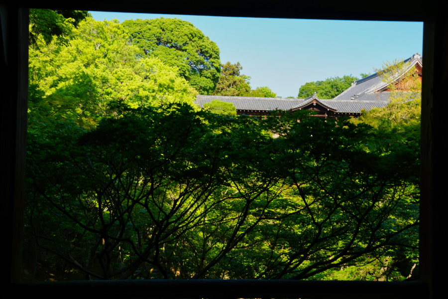 SONY α1 II + TAMRON 25-200mm F/2.8-5.6 Di III VXD
