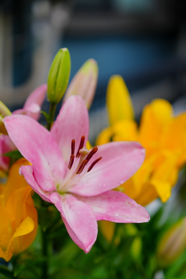 SONY α7CR + FE 24-70mm F2.8 GM II