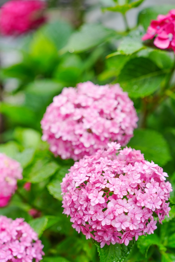 SONY α7CR + FE 24-70mm F2.8 GM II