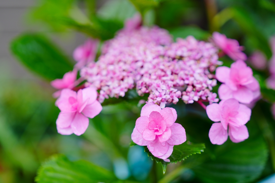 SONY α7CR + FE 24-70mm F2.8 GM II