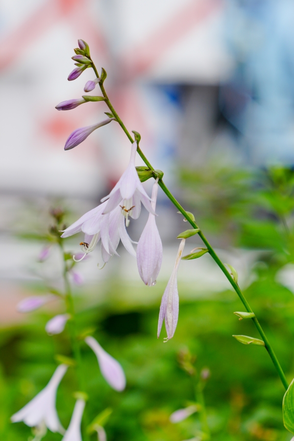 SONY α7CR + FE 24-70mm F2.8 GM II