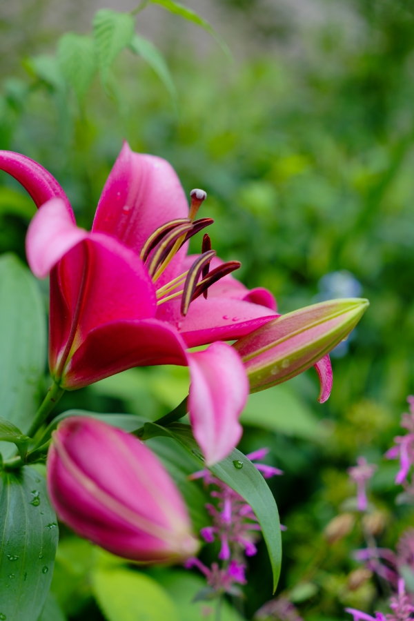 SONY α7CR + FE 24-70mm F2.8 GM II