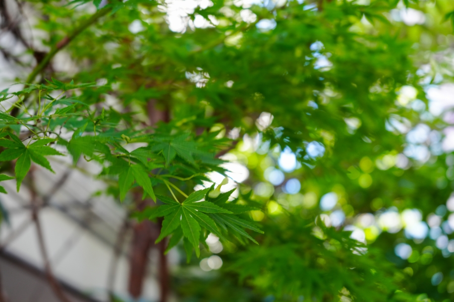 SONY α7CR + FE 28-60mm F4-5.6