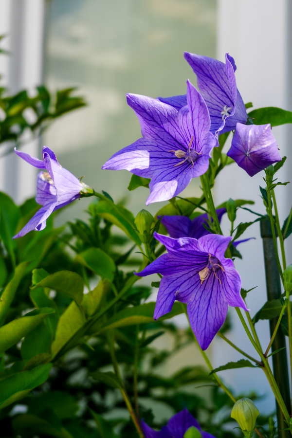 SONY α7CR + FE 28-60mm F4-5.6