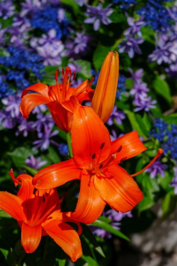 SONY α7CR + FE 28-60mm F4-5.6