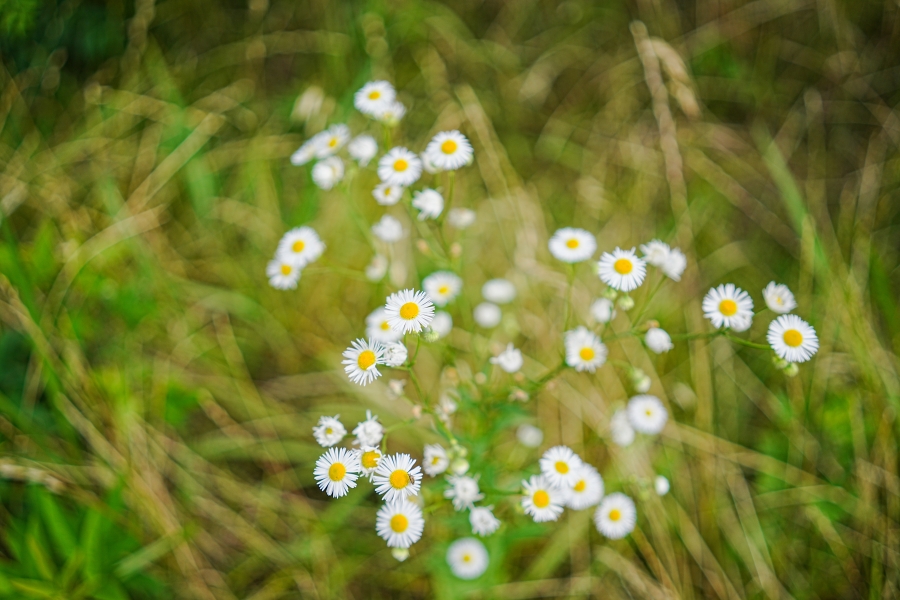 SONY α7CR + Sonnar T* FE 35mm F2.8 ZA