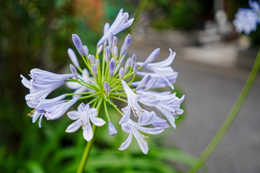 SONY α7CR + Sonnar T* FE 35mm F2.8 ZA