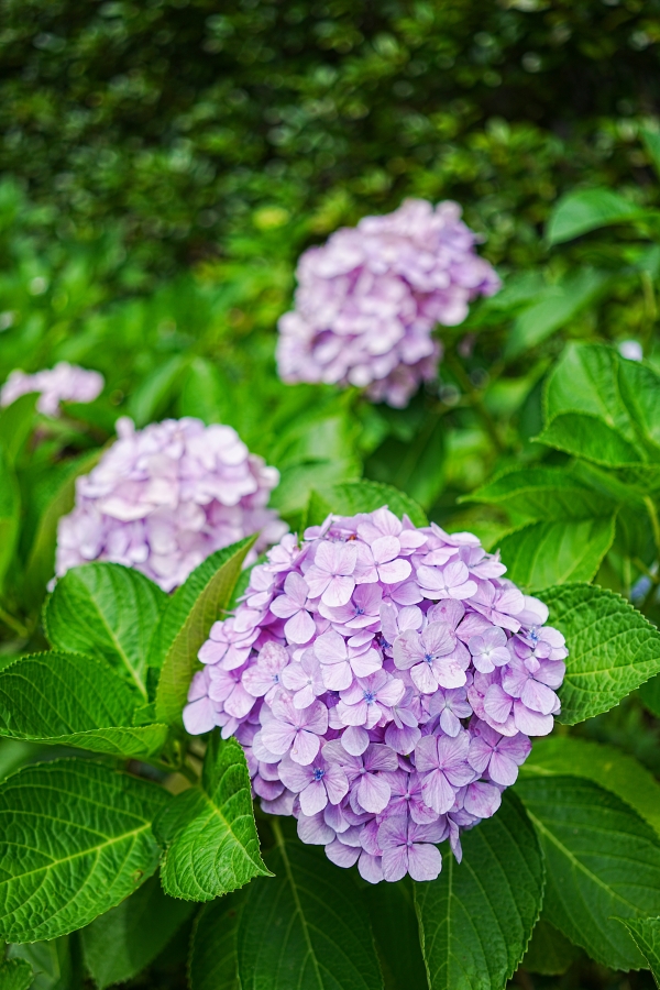 SONY α7CR + Sonnar T* FE 35mm F2.8 ZA