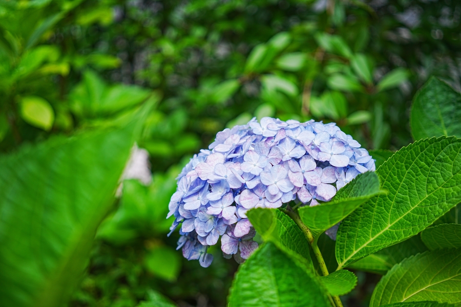 SONY α7CR + Sonnar T* FE 35mm F2.8 ZA