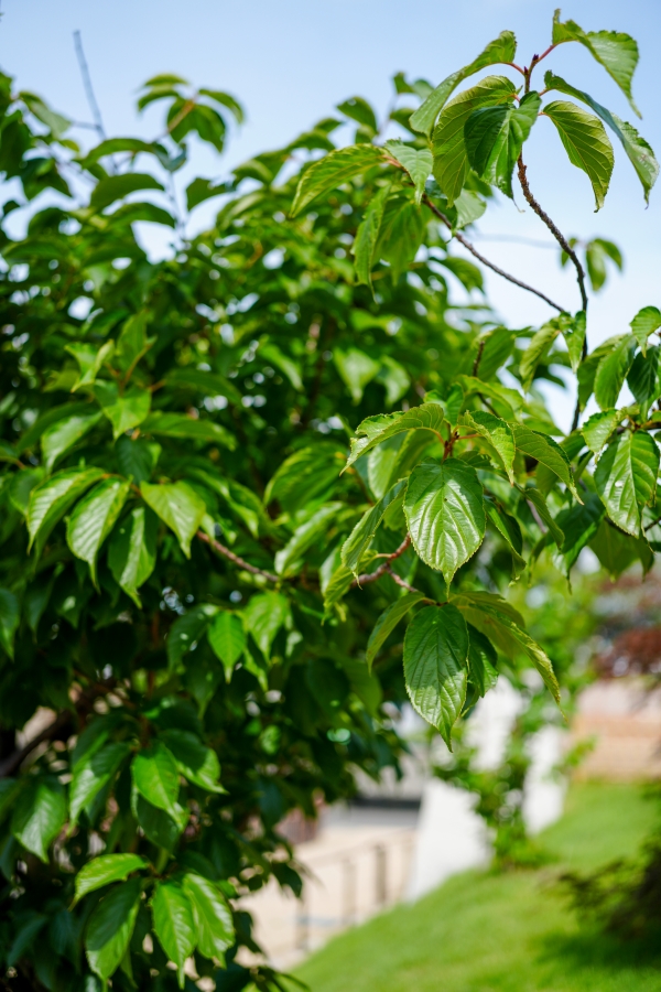 SONY α7CR + FE 40mm F2.5 G