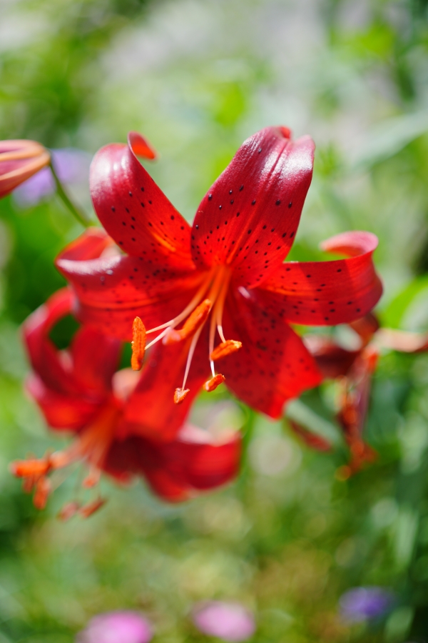 SONY α7CR + FE 40mm F2.5 G