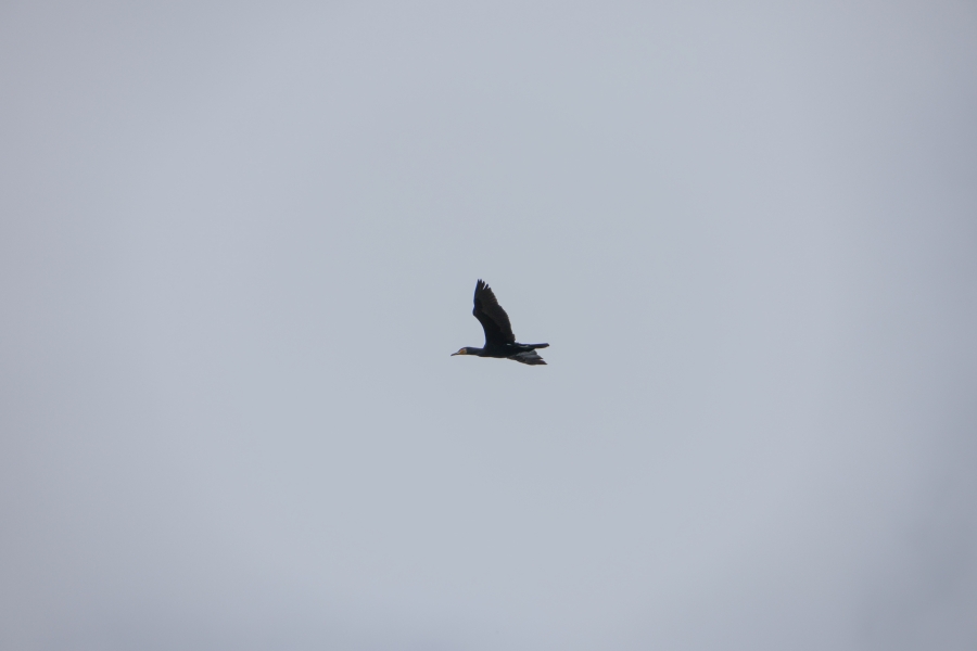 Canon EOS R10 + SIGMA 16-300mm F3.5-6.7 DC OS | Contemporary