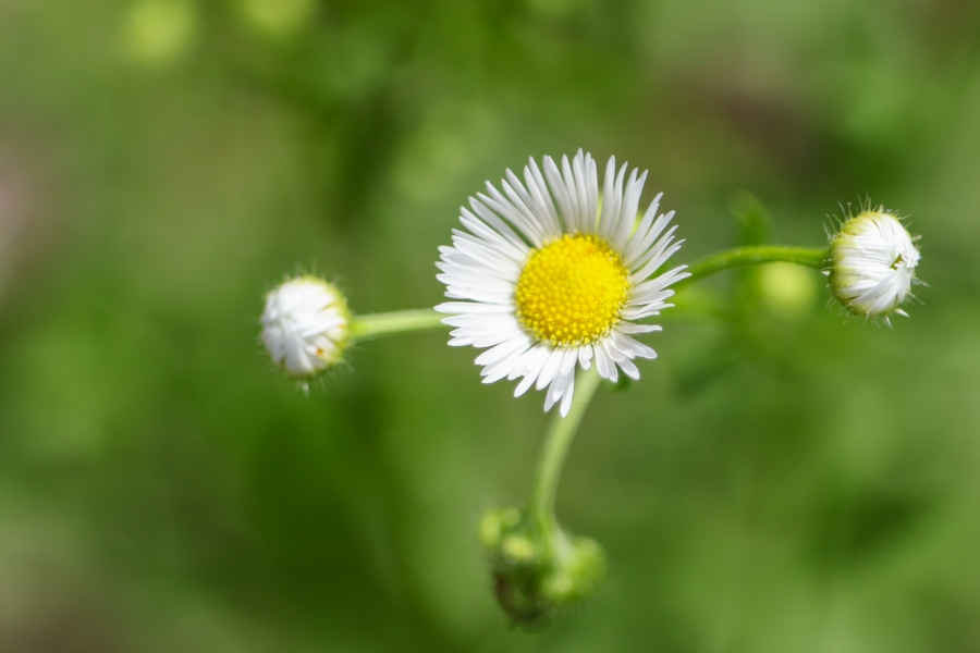 Canon EOS R10 + SIGMA 16-300mm F3.5-6.7 DC OS | Contemporary