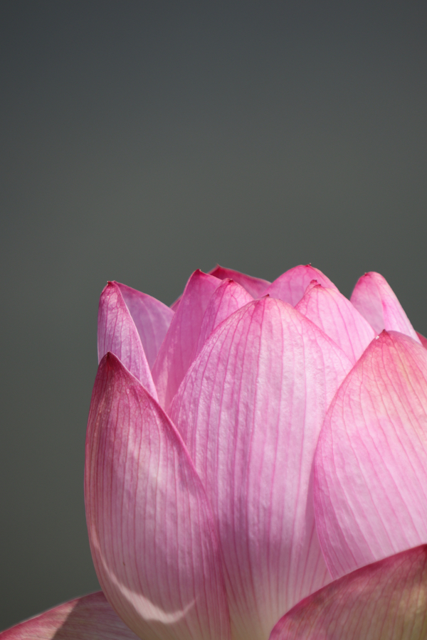 Canon EOS R10 + SIGMA 16-300mm F3.5-6.7 DC OS | Contemporary