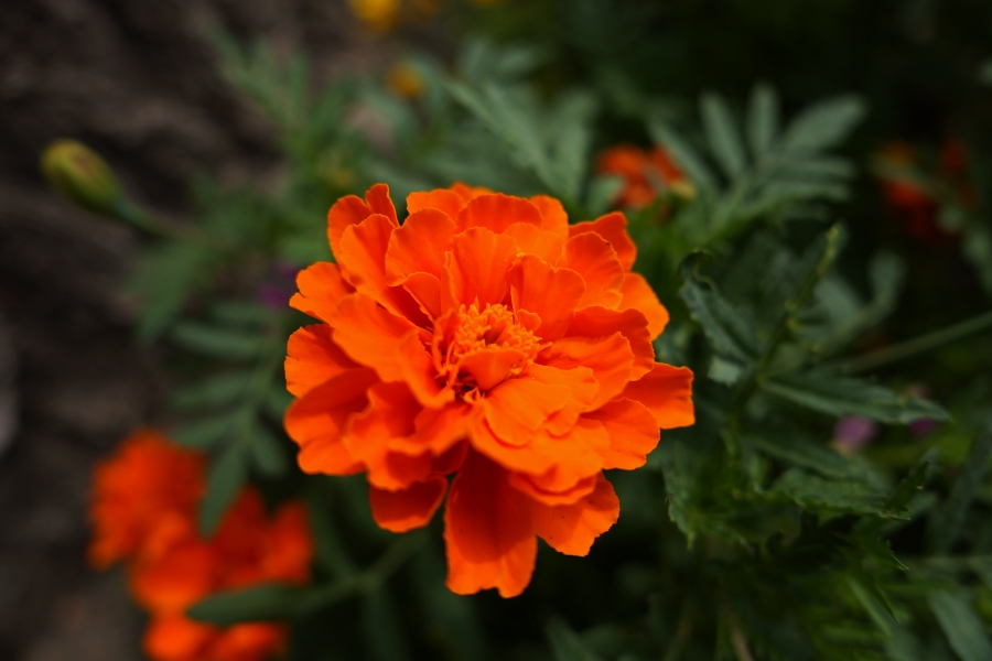 Panasonic LUMIX L10