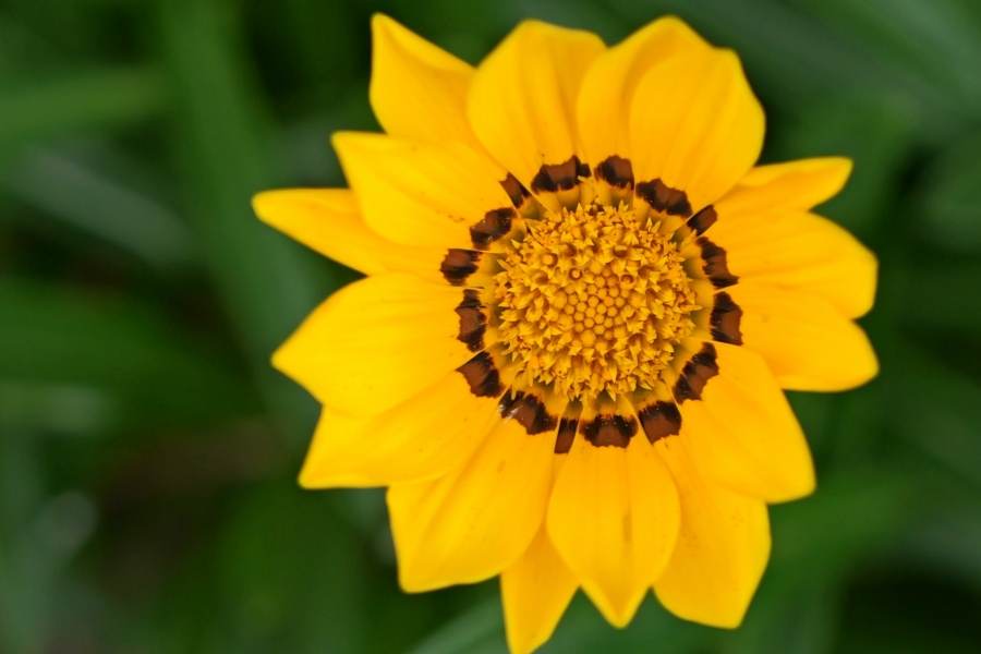 Panasonic LUMIX L10
