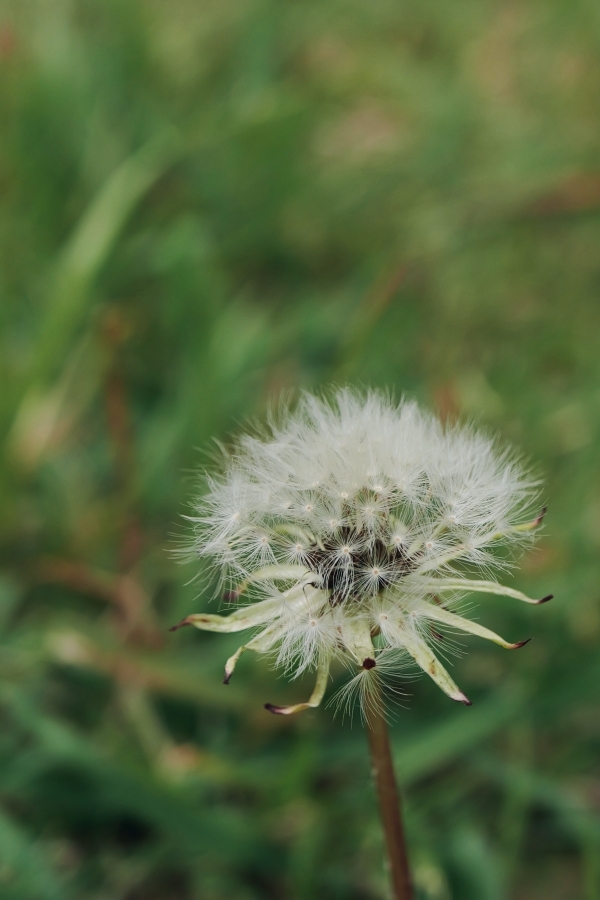 Panasonic LUMIX L10