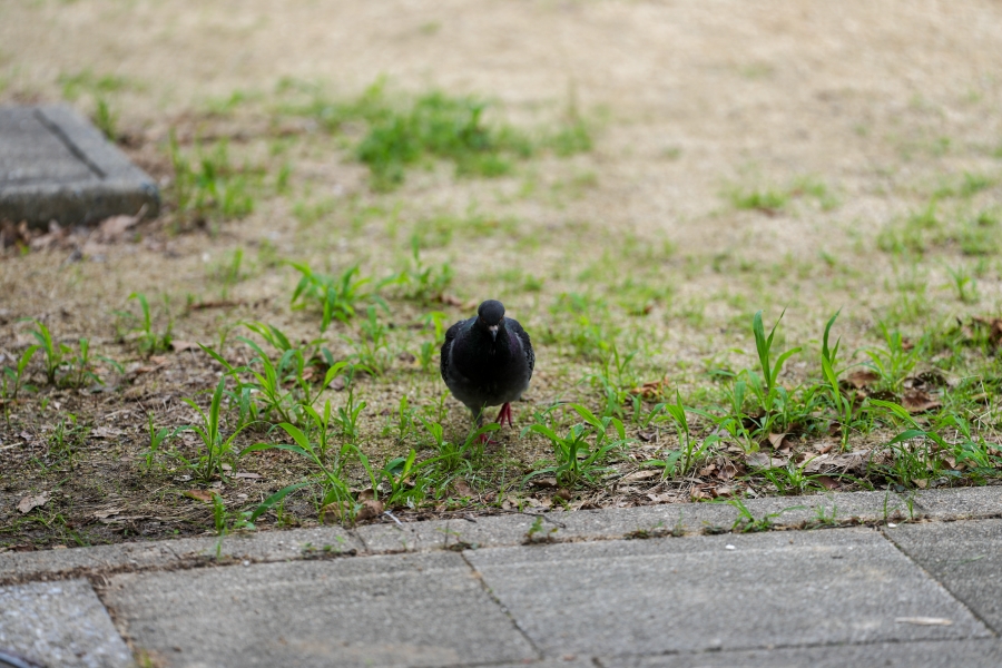 SONY α1 II + FE 70-200mm F2.8 GM OSS II
