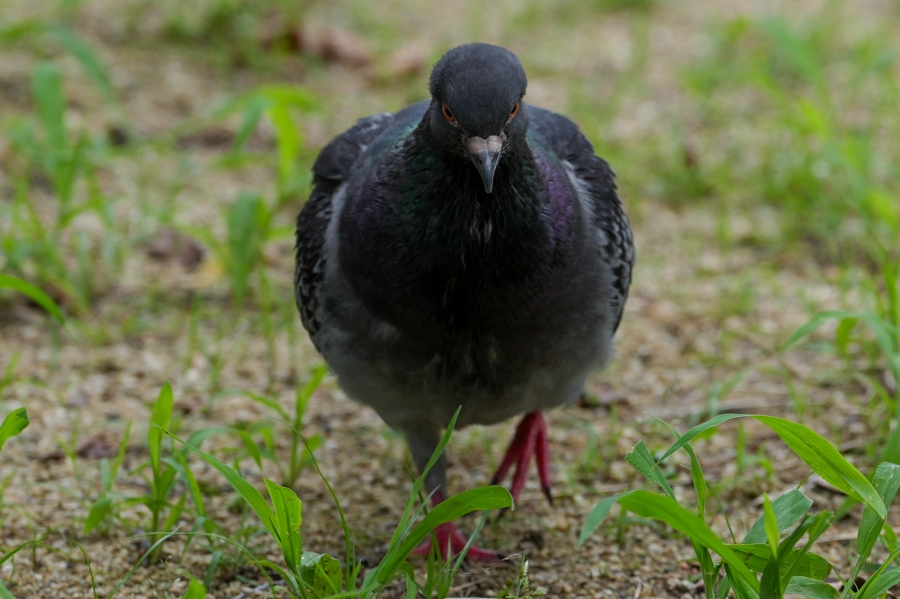 SONY α1 II + FE 70-200mm F2.8 GM OSS II