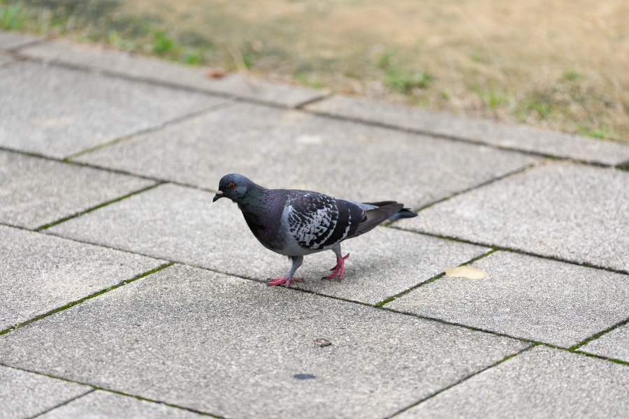 SONY α1 II + FE 70-200mm F2.8 GM OSS II