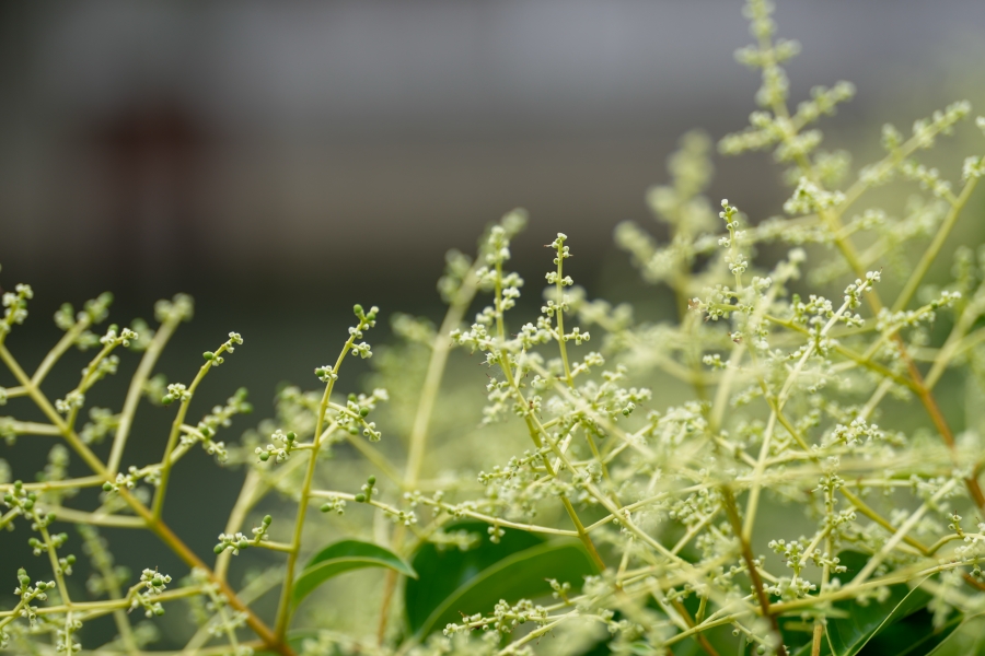SONY α1 II + FE 70-200mm F2.8 GM OSS II