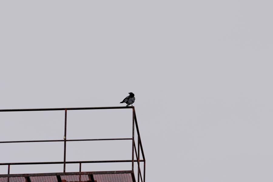 SONY α1 II + FE 70-200mm F2.8 GM OSS II