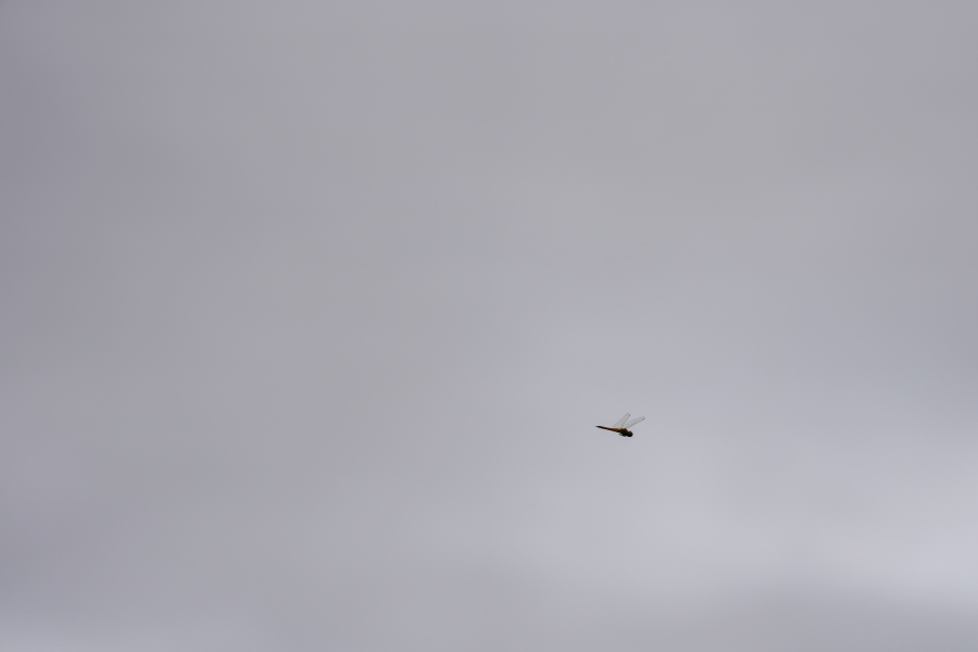 SONY α1 II + FE 70-200mm F2.8 GM OSS II