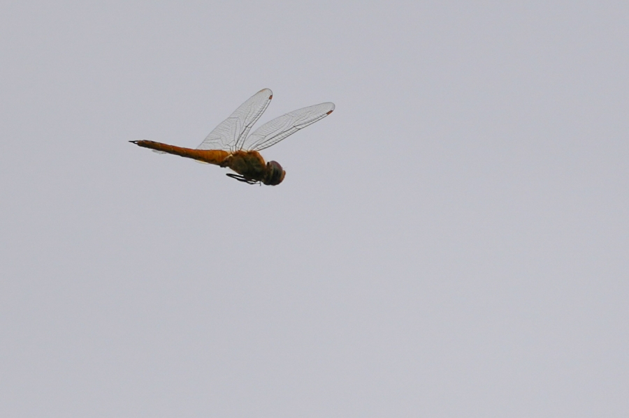 SONY α1 II + FE 70-200mm F2.8 GM OSS II