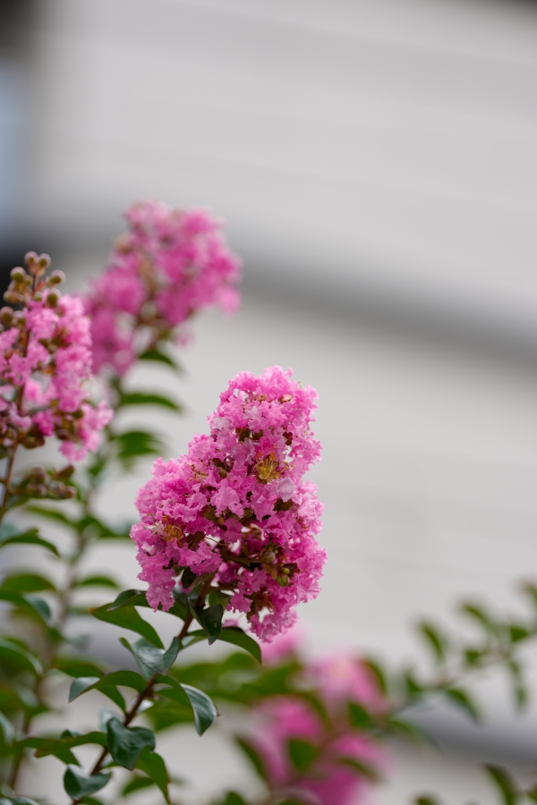 SONY α1 II + FE 70-200mm F2.8 GM OSS II