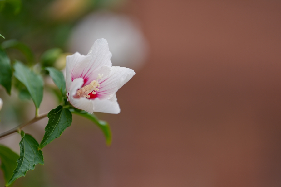 SONY α1 II + FE 70-200mm F2.8 GM OSS II