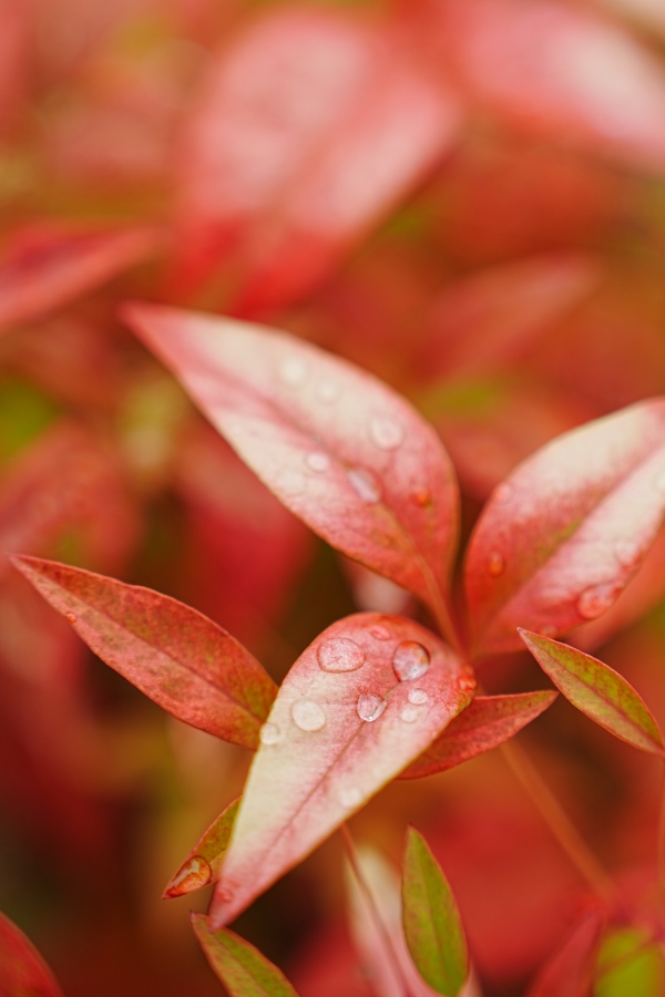 SONY α7 CR + FE 24-70mm F2.8 GM II
