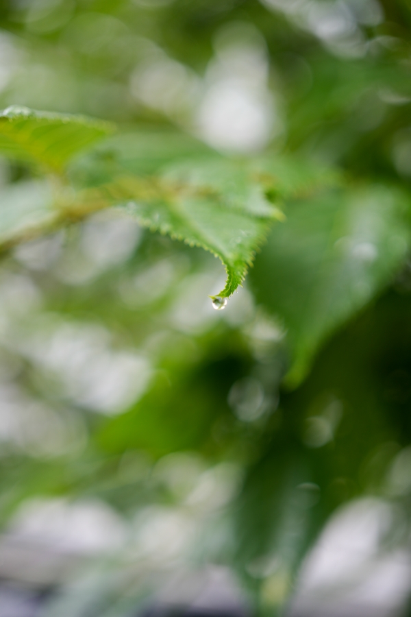 SONY α7CR + FE 50mm F2.5 G