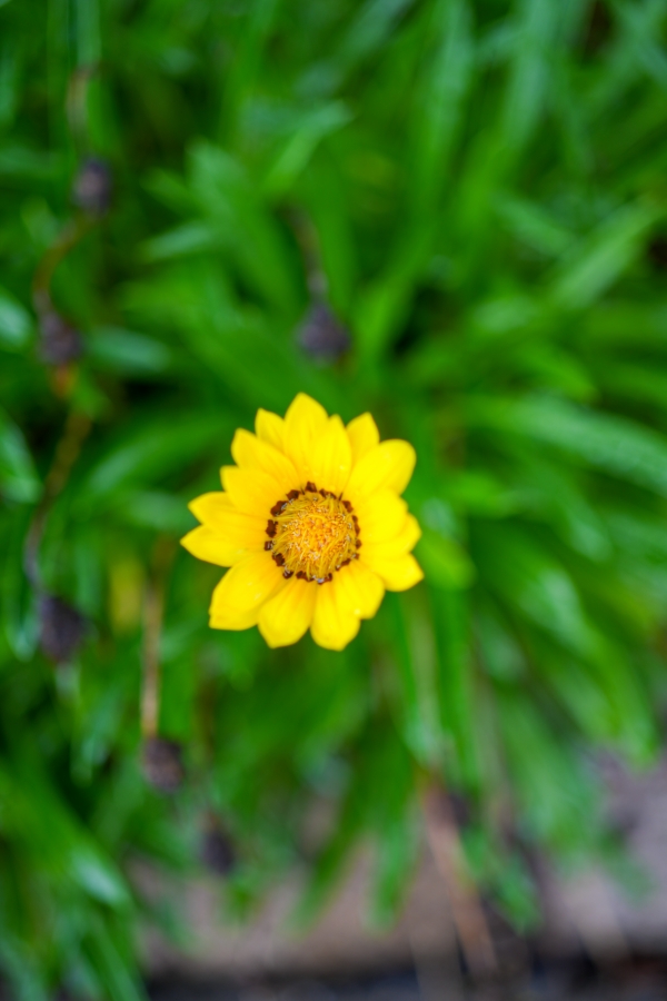 SONY α7CR + FE 50mm F2.5 G