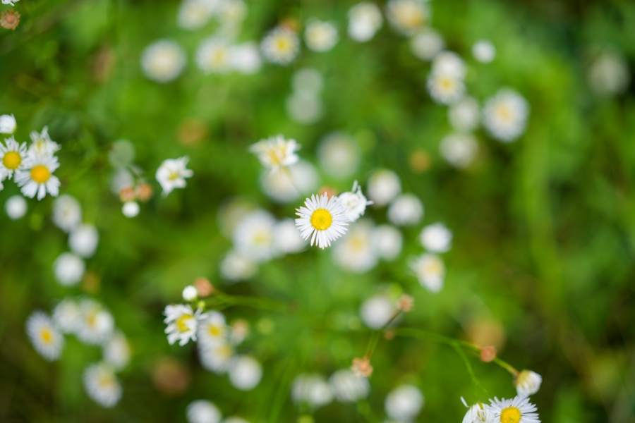 SONY α7CR + FE 50mm F2.5 G