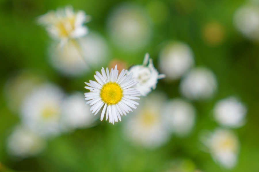 SONY α7CR + FE 50mm F2.5 G