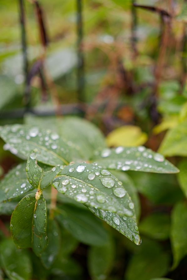 SONY α7CR + FE 50mm F2.5 G