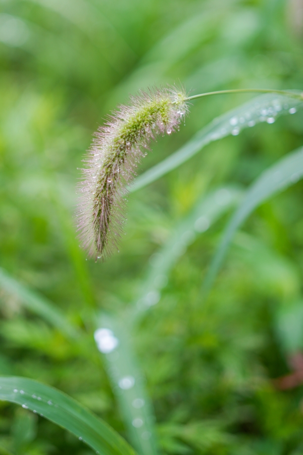 SONY α7CR + FE 50mm F2.5 G