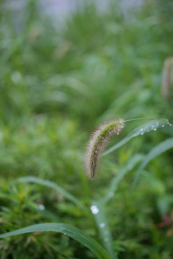 SONY α7CR + FE 50mm F2.5 G