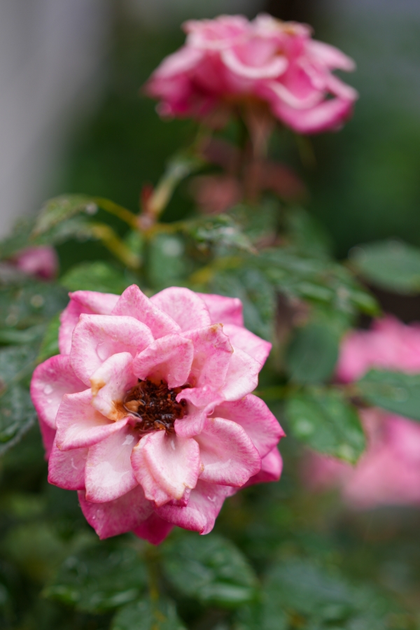 SONY α7CR + FE 50mm F2.5 G