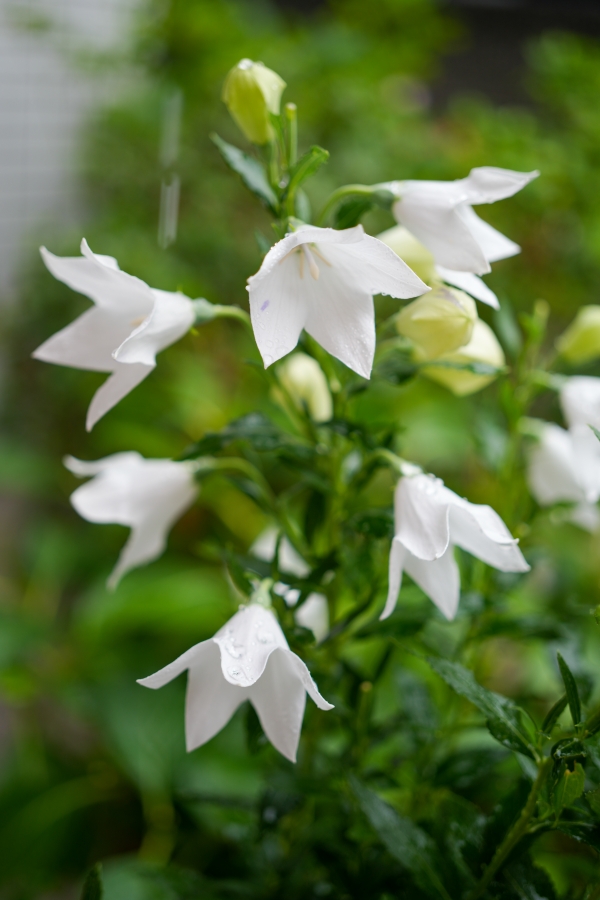 SONY α7CR + FE 50mm F2.5 G