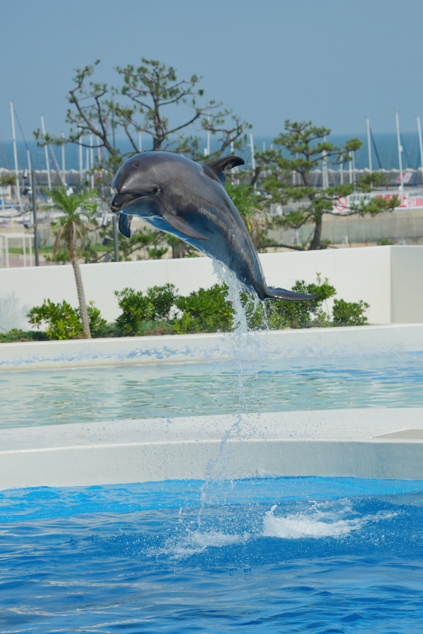 SONY α1 II + TAMRON 25-200mm F/2.8-5.6 Di III VXD