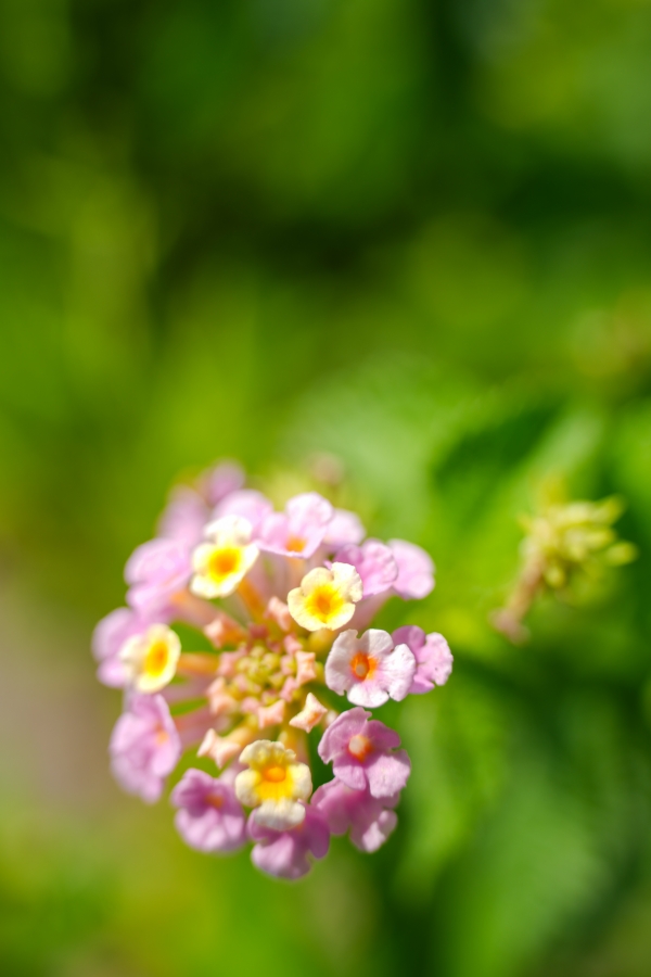 SONY α1 II + TAMRON 25-200mm F/2.8-5.6 Di III VXD