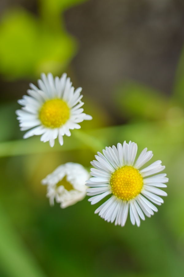 SONY α1 II + TAMRON 25-200mm F/2.8-5.6 Di III VXD